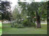 AmerChestnutDown8-2003-600.JPG (136204 bytes)